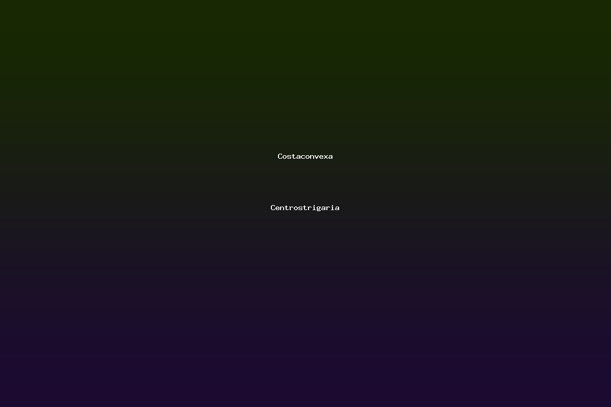 Costaconvexa Centrostrigaria
