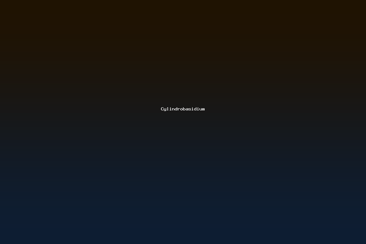 Cylindrobasidium