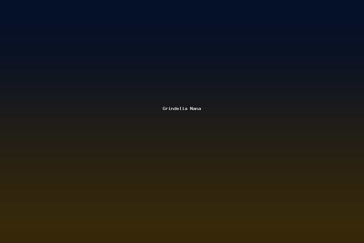 Grindelia Nana